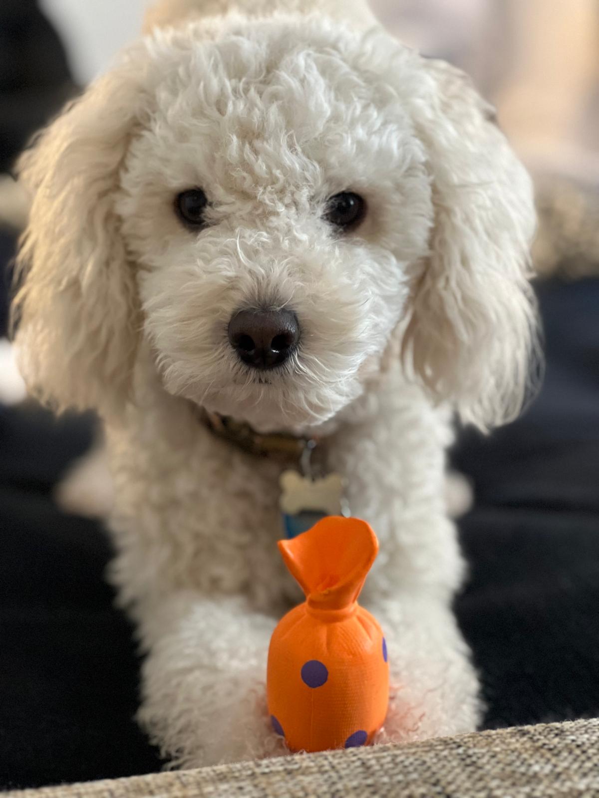 Sustainable Rubber Pet Toys: Expert Guide