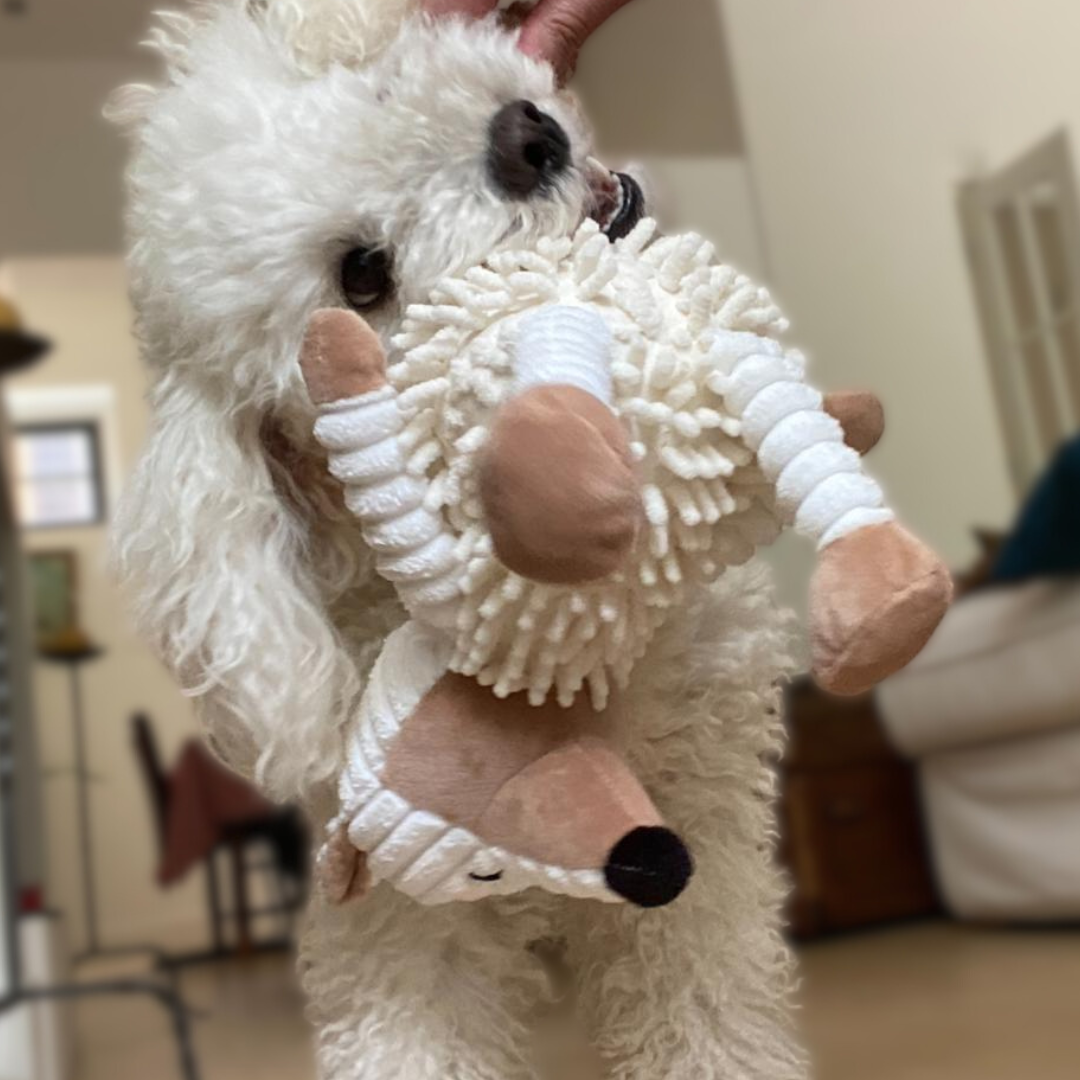 Why Sustainable Toys Matter for Our Pets (and the Planet)
