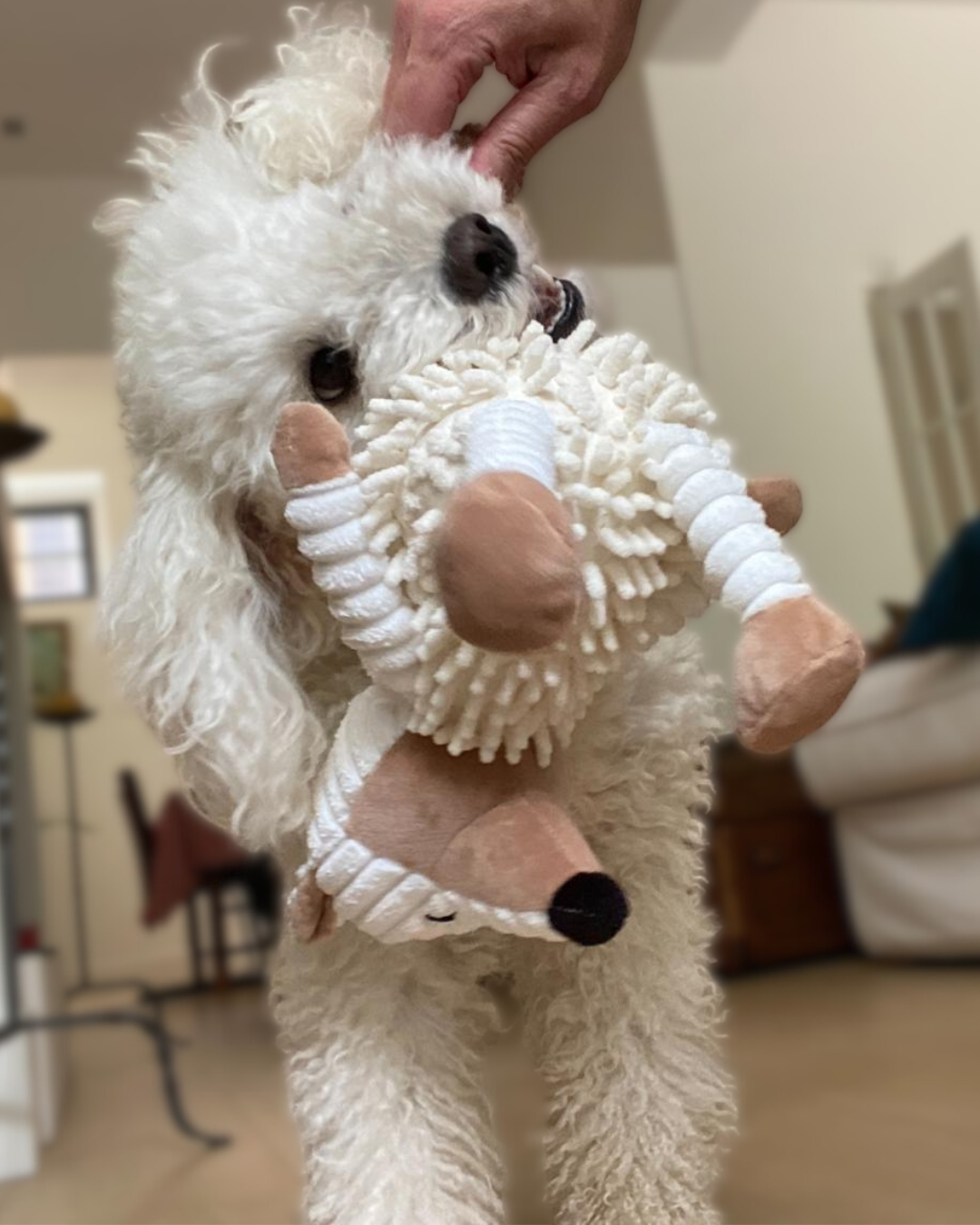 Why Sustainable Toys Matter for Our Pets (and the Planet)