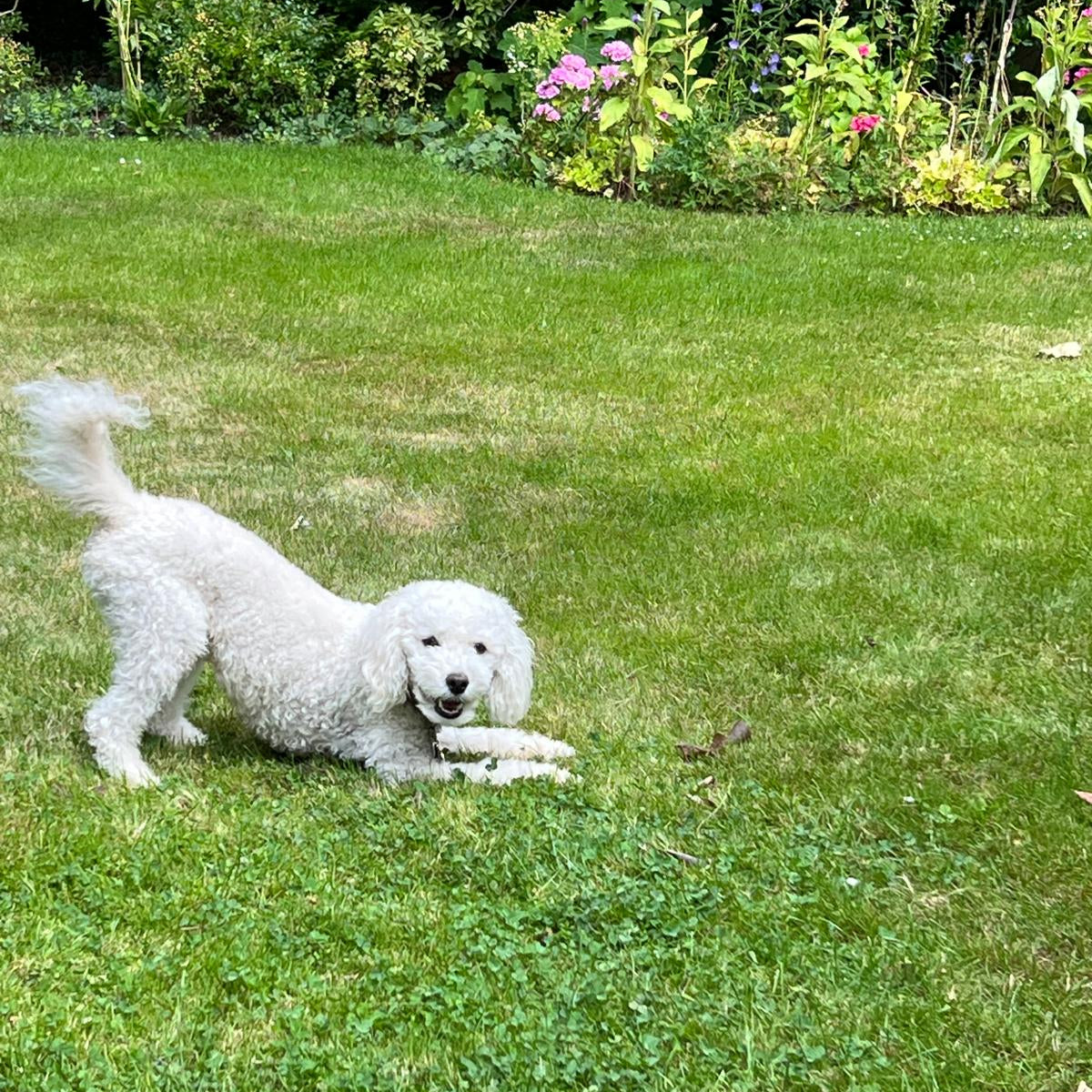 🐾 Natural Tick Protection for Sensitive Dogs: A Future First Guide