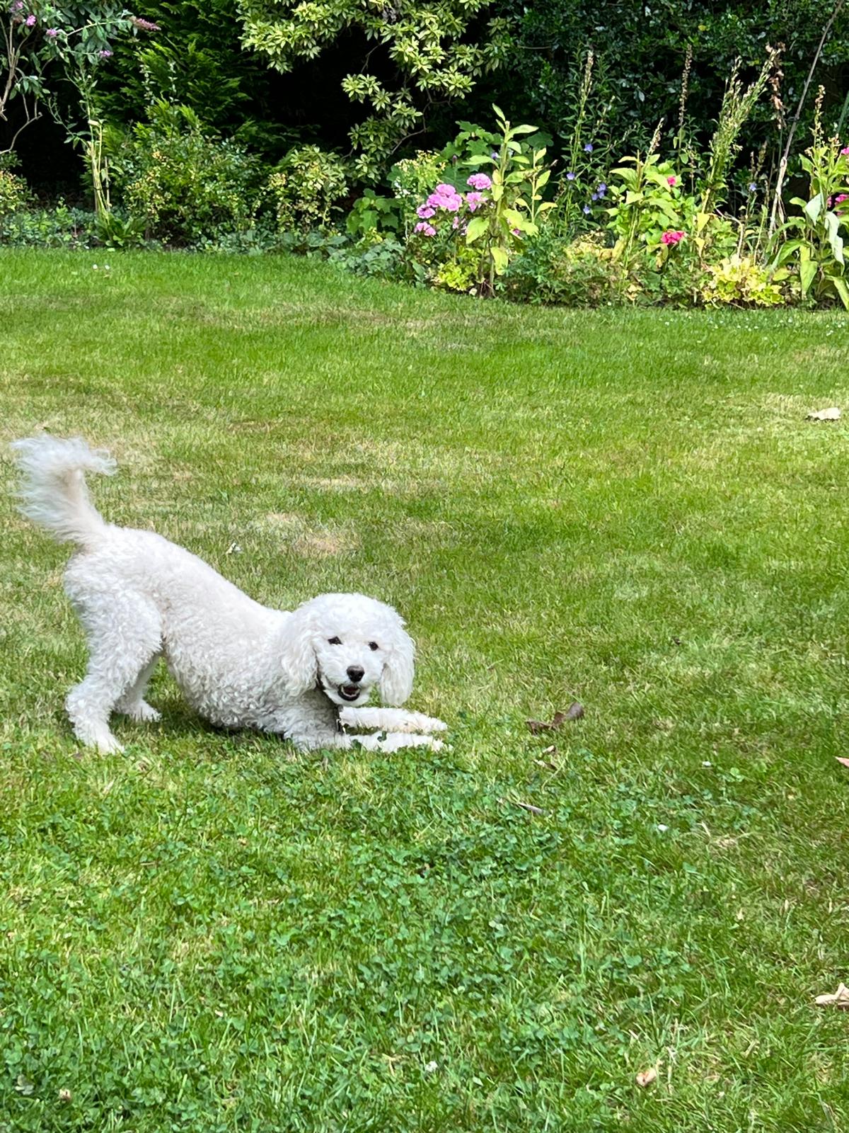 🐾 Natural Tick Protection for Sensitive Dogs: A Future First Guide