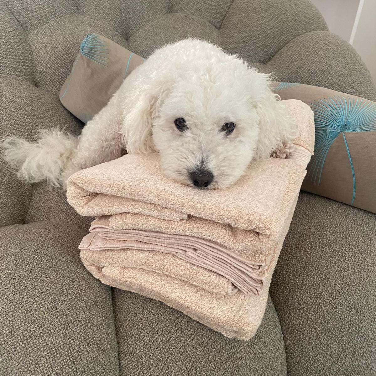 Towels with a Lighter Footprint 🧺✨