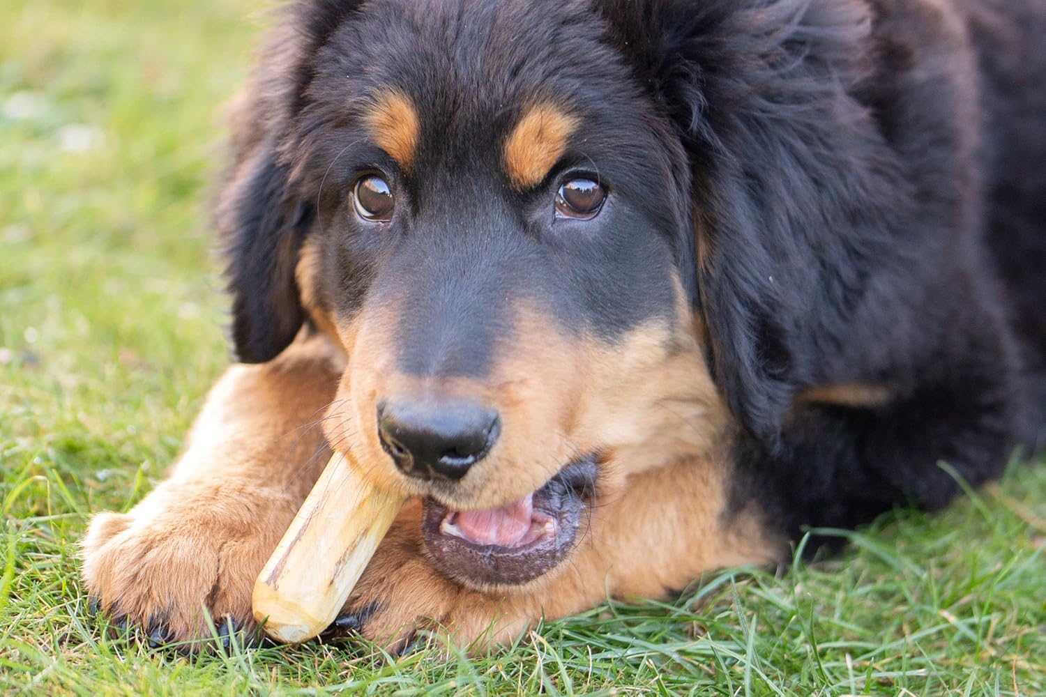 Producten voor honden