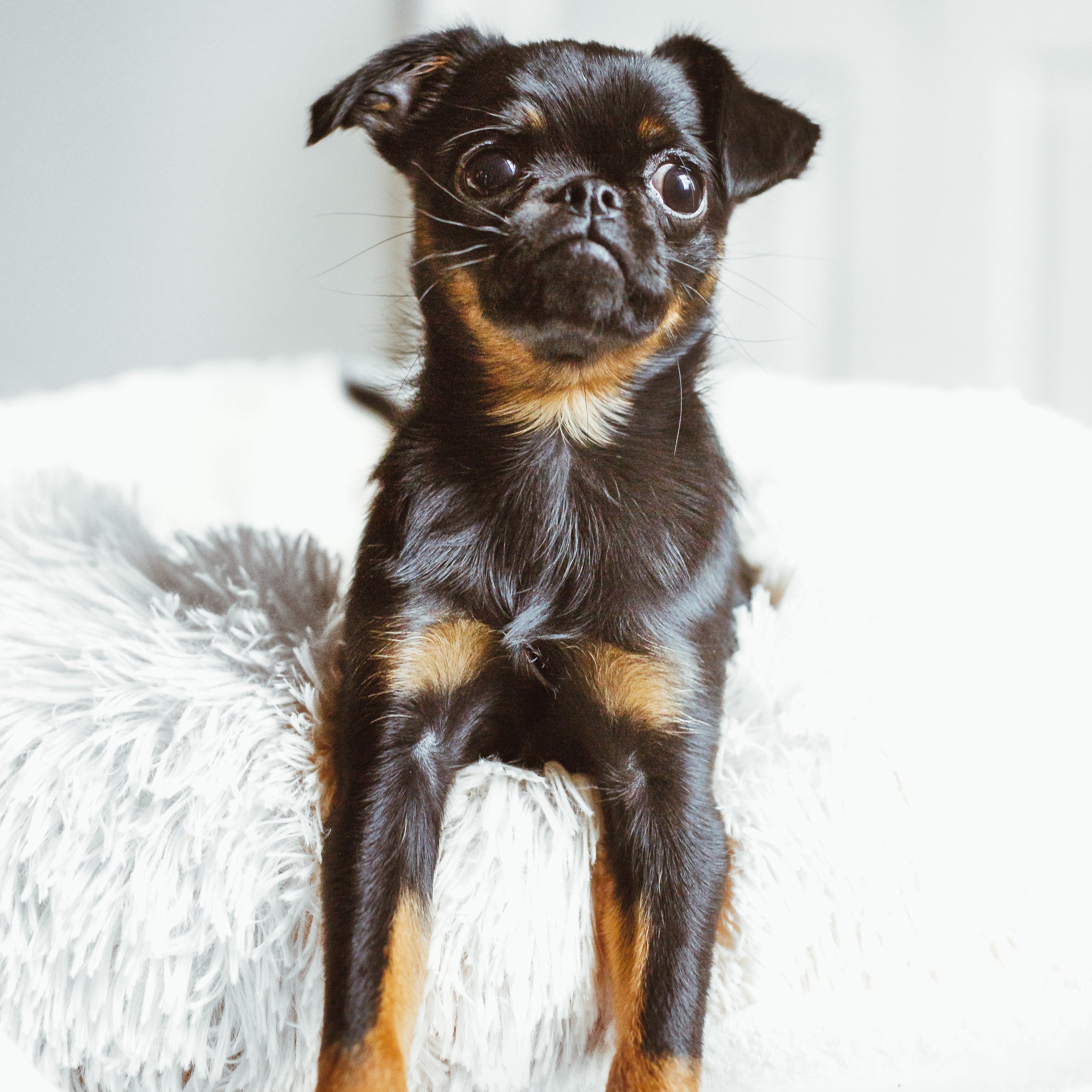 Pet Care