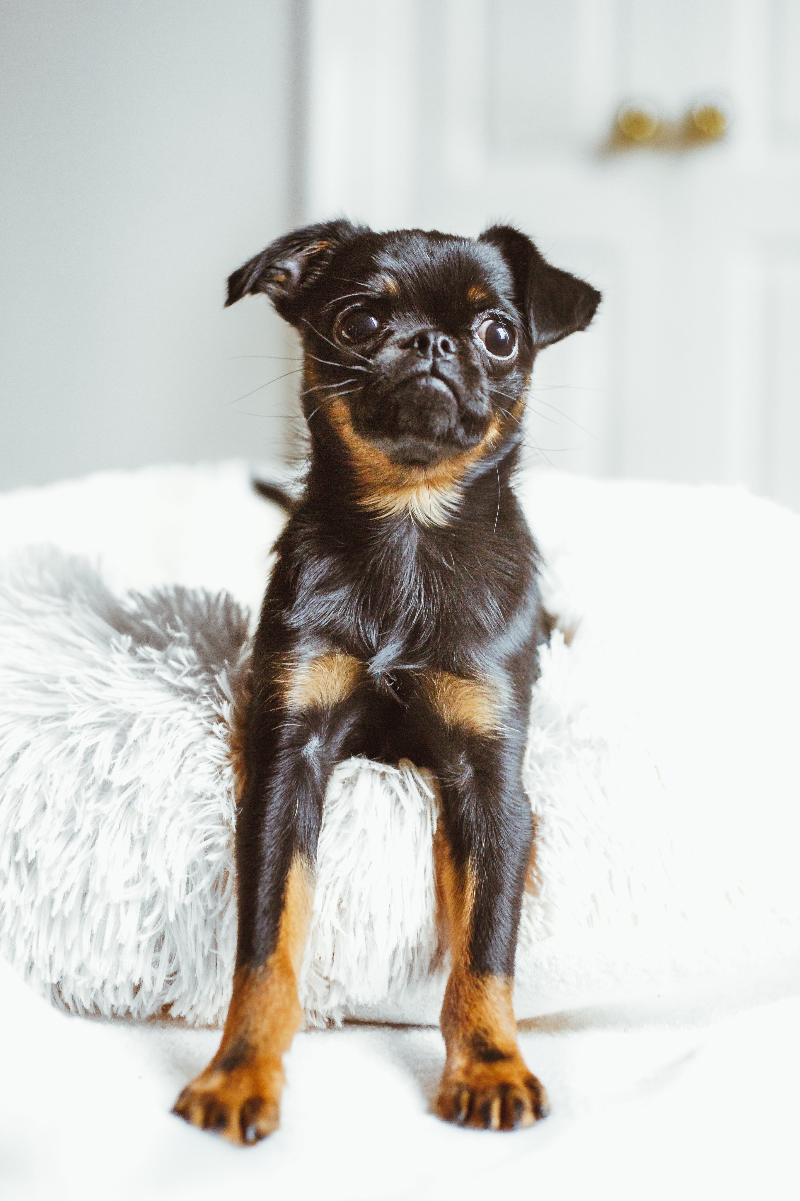 Pet Care